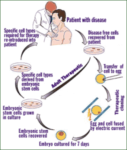 This is the possible outcome from further research with cloning, it saving lives.